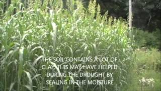 Sorghum Sudan as a Screen for Foodplots