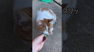 猫が好きなハーブをあげたらスリスリが止まらなかった #猫動画 #猫のいる暮らし #可愛い #癒し