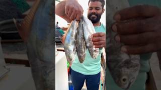 இந்த மீனுக்கு பேர் தா மாமியா பார 😂😂#qatar #fishing #fish #tamil #viralvideo #food #sonthegal