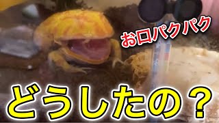 【ツノガエル】彼女が飼育中 #09 お口パクパクどうしたの？