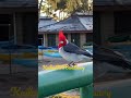 kailua bird sanctuary 鳥獣保護地域ハワイカイルアの鳥さん￼