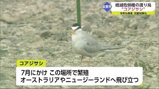 去年は猫などが捕食 今年こそ「なんとか巣立って」絶滅危惧種コアジサシ51羽が営巣【佐賀市】 (22/05/10 18:20)