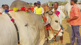 కోడెలను అందంగా అలంకరించుకొని సంతకి తీసుకొచ్చిన ఆలూరు రైతు గట్టు మండలం జోగులాంబ గద్వాల జిల్లా  | Oxen