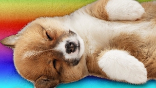 Sleepy Corgi Puppy