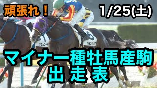 1/25(土)出走のマイナー種牡馬産駒を紹介！