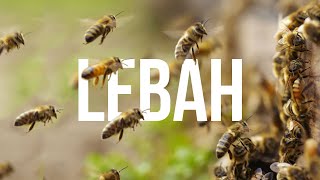 Penyerbuk Yang Sibuk - Lebah #AlamSemenit