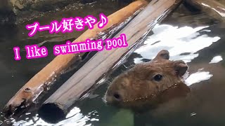 やっぱりプールが好き　(カピバラ劇場)　Capybara likes swimming pool