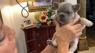 Lilac n tan fluffy carrier frenchie 4 weeks