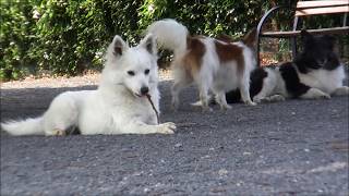 [jpn-VF] 群馬県・世界の名犬牧場へ行きました