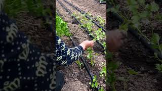 Celery Farming #satisfying #shortsvideo