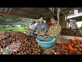 สละอินโด สวนสละอินโดลุงพล อ.ร่อนพิบูลย์ จ.นครศรีธรรมราช เรื่องเด็ดเอ็ดตะโร 4 ก.ย.66 3 3