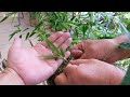 bamboo unique pruning method and leaf watermark for decoration bonsai q