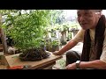 bamboo unique pruning method and leaf watermark for decoration bonsai q