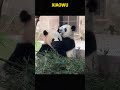 爱是相互的，莽仔和小五有多亲！ #panda #pandafushun #cute #adorablepanda #animals #cutepanda #pandalife #funny #pets