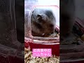 【ハムスター】お食事中の咀嚼音が可愛すぎるハムちゃん♪