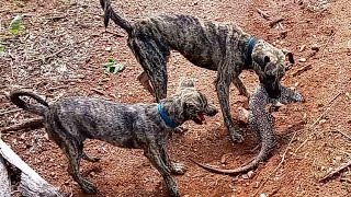 Lagarto teiu no ouco do pau branco? caçada com cachorros...