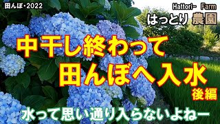 中干し終わって、入水開始・そして夕方見回り　田んぼ・2022　20220630