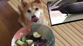 柴犬小春　夏野菜！なすびを食す！？【ASMR】音フェチ