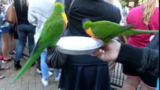 Rainbow Lorikeet Feeding - Currumbin Wildlife Sanctuary 4 餵食小鳥：吸蜜鸚鵡, 小鸟：吸蜜鹦鹉