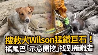 【花蓮7.2強震】搜救犬Wilson往巨石猛鑽建功！狂搖尾巴示意有人🥺｜地震｜寵物動物｜暖聞