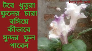 টবে  ধুতুরা ফুলের চারা বসিয়ে কীভাবে সুন্দর ফুল পাবেন, -Tab a Dutura Fuller Charra Bossyano paddhati