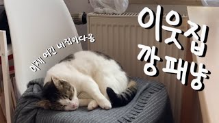 🇩🇪독일 소도시 유학생 일상 Vlog | 우리 집에 쳐들어온 이웃집 고양이 | 아기 고양이 브이로그 | 개냥이 | 독일 유학생활 | 독일 소도시 생활 vlog