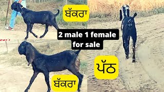 2 ਬੱਕਰੇ 1 ਪੱਠ ਵਿਕਾਉ ਤਿੰਨੋ ਬੀਟਲ ਨਸਲ ਦੇ | 2 bakre 1 path for sale |@sonugoatfarmpunjab3478