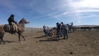 Doctoring A Mother Cow - Crow Rock Branding 2018