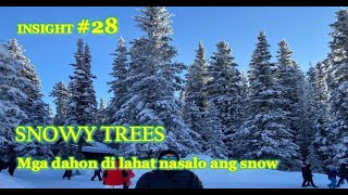 INSIGHT 28. SNOWY TREES | Snow hanging on trees, a sight of forgiveness | Sightseeing Tour | I SEE