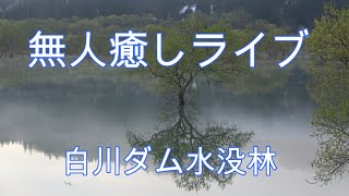 無人癒しライブ白川ダム水没林