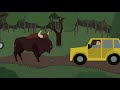 what to do when you encounter a european bison