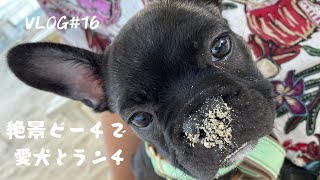 【VLOG】絶景ビーチの小さな食堂で愛犬とランチ