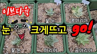 [판매완료](8월 27일)꽃눈 마리아 콩마리아 등 금다육입니당~ 다육식물succulent plant, 多肉植物