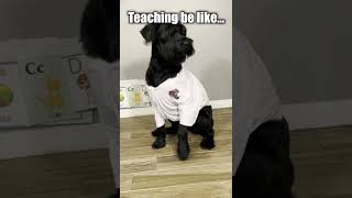 Teacher's Pets: The Bell Does Not Dismiss You! #shorts #teacher #teach #boredteachers #breakingnews