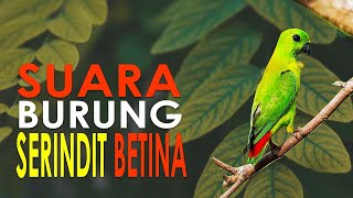 1 JAM DURASI - SUARA BURUNG SERINDIT BETINA