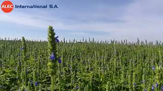 Chia harvest close-up | © ALEC International SA