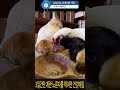 3일간 병아리들에게 계란 노른자 먹이면 건강해짐. 닭 chicken