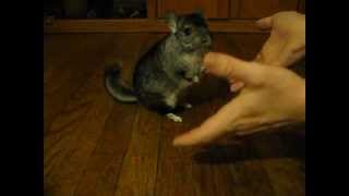 Chinchilla high five