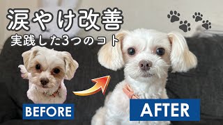 愛犬の涙やけを治すために実践した3つの事🐾