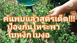 วิธีป้องกันโหระพาใบหงิกใบงอสูตรนี้ได้ผล 100%