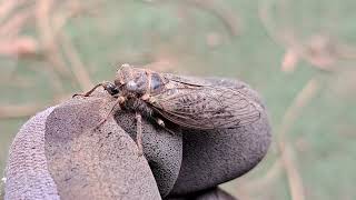 #butte cicadas