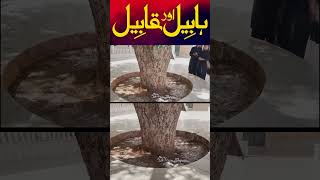 Habil Aur Qabil | Habeel aur Qabeel | Duniya Me Sab se Pehla Qatal #shorts #shortsviral #shortsvideo