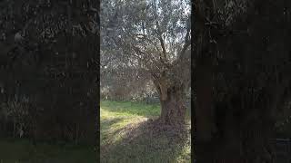 ΜΕΓΑΛΟΚΑΡΠΕΣ-ΜΕΓΑΡΩΝ \u0026 ΧΟΝΤΡΟΕΛΙΕΣ #olives #viral #κλάδεμα #pruning #potatura #poda