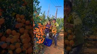 Rural farming life and harvesting persimmon fruit activities from farmers #reels #fruit #like #2024