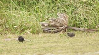 ホシムクドリ 奄美の野鳥 Common Starling 歐洲椋鳥