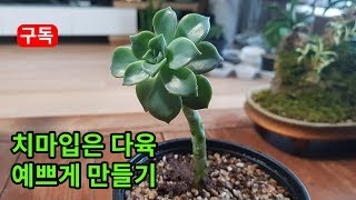 잎이 아래로 쳐져 치마입은 다육 예쁘게 만들기  succulent, succulents plants