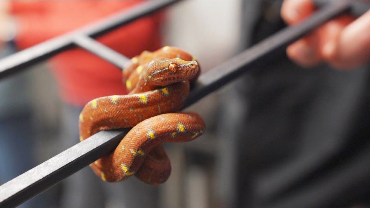 Handling Green Tree Pythons Youtube