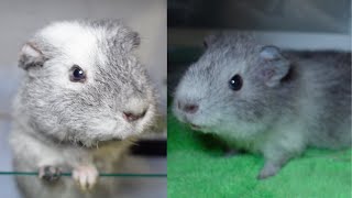 【モルモット】2人に構ってやれない日々の飼い主