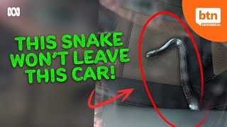 Why This Snake Won't Leave This Car