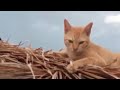 gorgeous visual intro to the chi homestead home of the cat diaries beautiful nature of thailand